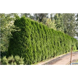 Туя западная Thuja occidentalis Smaragd, С3 60-70см