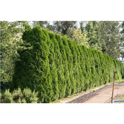 Туя западная Thuja occidentalis Smaragd, С3 60-70см