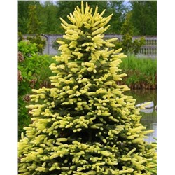 ЗАКОНЧИЛСЯ. НЕ ДОСТУПЕН к заказу! Picea pungens ’Gebelle’s Golden Spring’  C5  25/35см