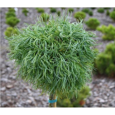 СОСНА. Pinus strobus ’Green Twist’, =3шт. высота штамба 30см, контейнер C2, диаметр кроны 20см