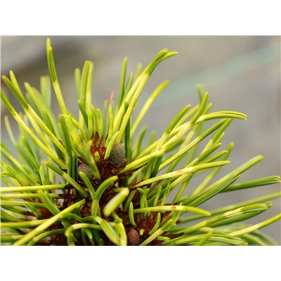 СОСНА. Pinus koraiensis ’Golden Eye’ =2шт С2  12/15см