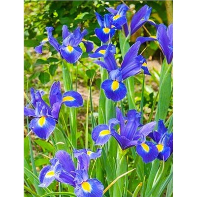 ИРИС Голландский Blue 50см /25шт/цветение май-июнь