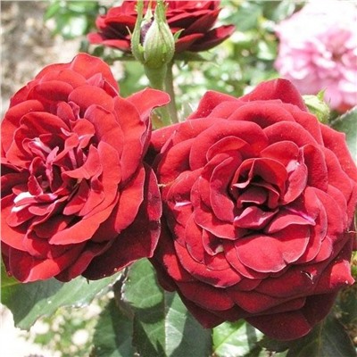 Роза флорибунда Lavaglut