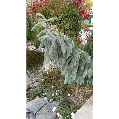 ЕЛЬ. Picea pungens ’The Blues’ C5  30/40см (flat growing/лежачая форма)