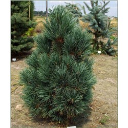 Сосна кедровая Pinus cembra Glauca, С1,5