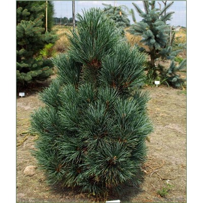 Сосна кедровая Pinus cembra Glauca, С1,5