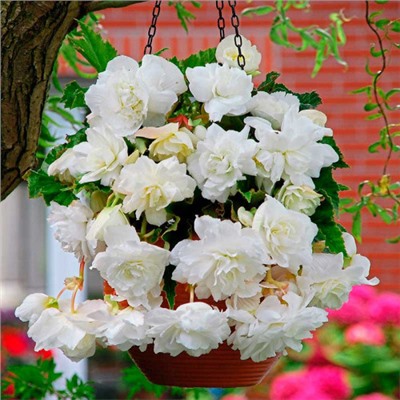 Бегония Клубневая CASCADE PENDULA WHITE (2 шт./уп.)