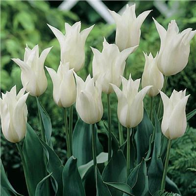 Тюльпан White Elegance 10 шт