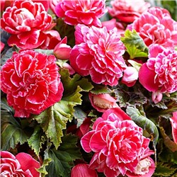 Бегония Клубневая CAMELIA (2 шт./уп.)