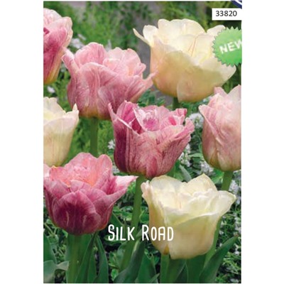 Тюльпан Silk Road (перецветающий)  10 шт