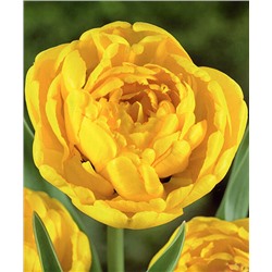 Тюльпан Yellow Pomponette упаковка 10 шт