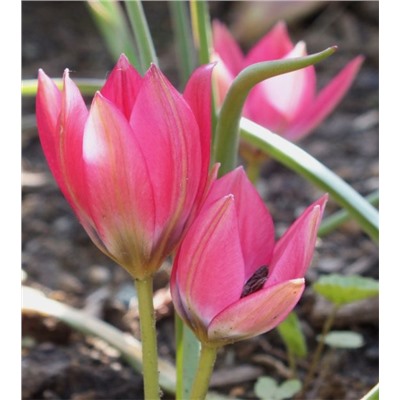 Тюльпан humilis Little Beauty 15 шт