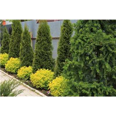 Туя западная Thuja occidentalis Smaragd, С3 60-70см