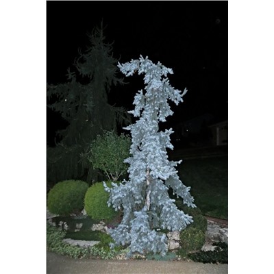 ЕЛЬ. Picea pungens ’Glauca Pendula’ =1шт C5  45/60см