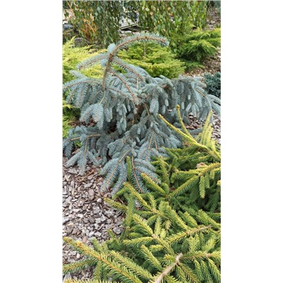 ЕЛЬ. Picea pungens ’The Blues’ C5  30/40см (flat growing/лежачая форма)