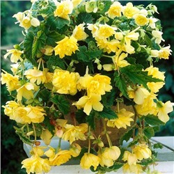 Бегония Клубневая CASCADE PENDULA YELLOW (2 шт./уп.)