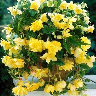 Бегония Клубневая CASCADE PENDULA YELLOW (2 шт./уп.)