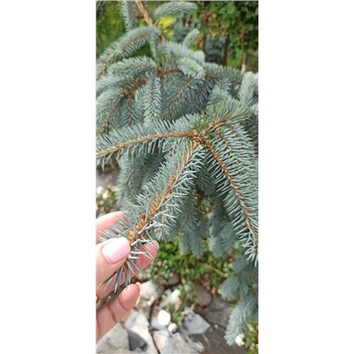 ЕЛЬ. Picea pungens ’The Blues’ =2шт C5  30/40см (flat growing/лежачая форма)