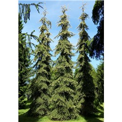 ЗАКОНЧИЛСЯ. НЕ ДОСТУПЕН к заказу! Picea abies ’Haapasten Kulta’ (’Kultapendula’)  C2  30/40см