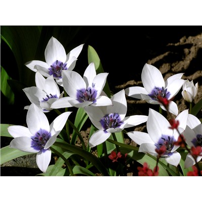Тюльпан humilis Alba Coerulea Oculata 5 шт