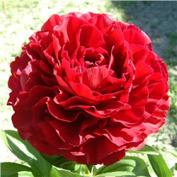 Пион травянистый Red Sarah Bernhardt, 3-5