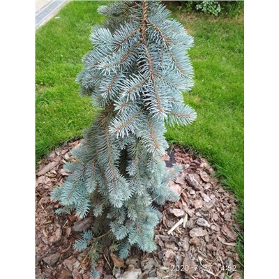 ЕЛЬ. Picea pungens ’Glauca Pendula’ =1шт C5  45/60см