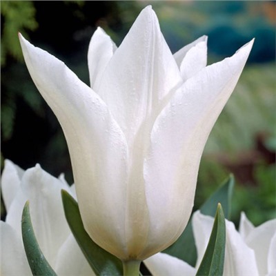 Тюльпан White Elegance 10 шт