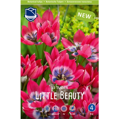 Тюльпан humilis Little Beauty 15 шт