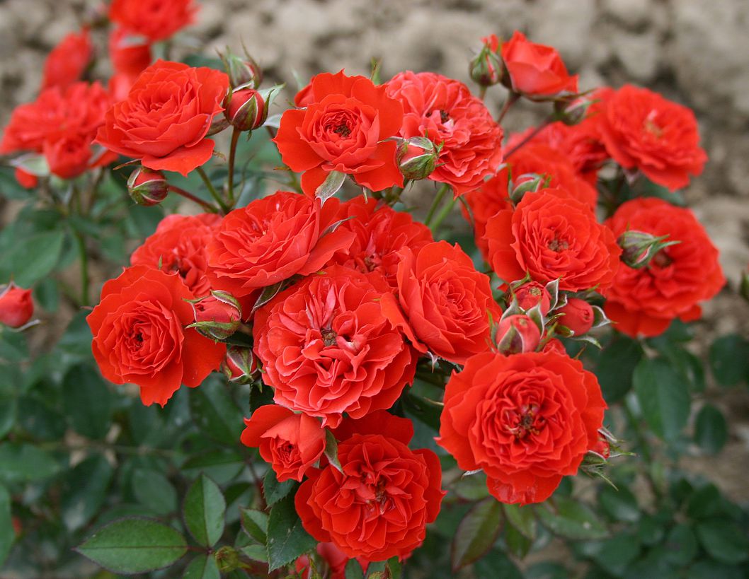 Розы в Казани