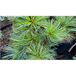 СОСНА. Pinus koraiensis ’Golden Eye’  С2  12/15см