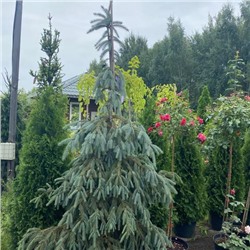 ЗАКОНЧИЛСЯ. НЕ ДОСТУПЕН к заказу! Picea engelmannii ’Bush’s Lace’  C5  35/50см