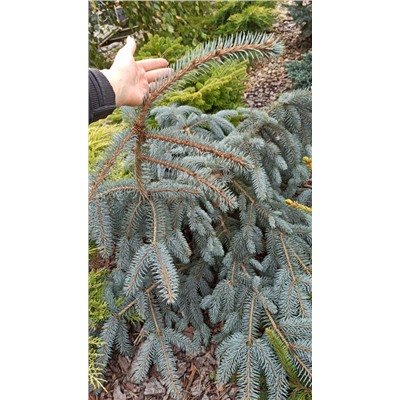 ЕЛЬ. Picea pungens ’The Blues’ =2шт C5  30/40см (flat growing/лежачая форма)