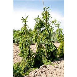 ЕЛЬ. Picea omorika ’Pendula Kuck’  C2  30/40см