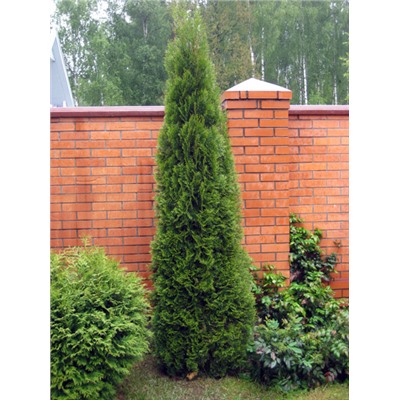 Туя западная Thuja occidentalis Smaragd, С3 60-70см