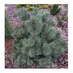 Сосна обыкновенная Pinus sylvestris Chantry Blue, 2 размера контейнеров.