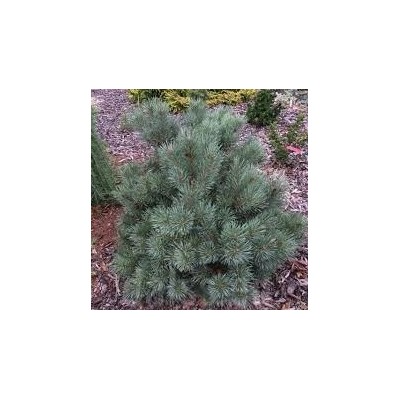 Сосна обыкновенная Pinus sylvestris Chantry Blue, 2 размера контейнеров.