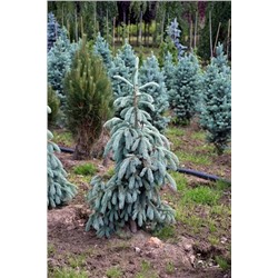 ЗАКОНЧИЛСЯ. НЕ ДОСТУПЕН к заказу! Picea engelmannii ’Blue Harbor’  C5  30/40см