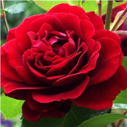 Роза плетистая Amadeus