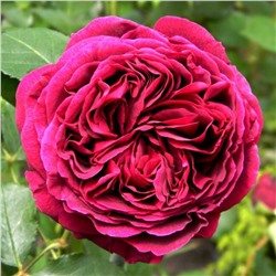 Роза кустовая английская Falstaff