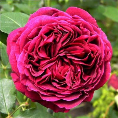 Роза кустовая английская Falstaff