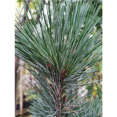 Сосна кедровая Pinus cembra Glauca, С1,5