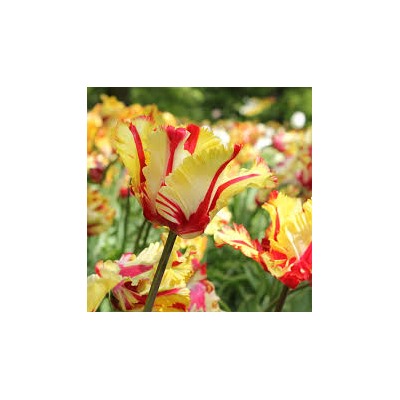 Тюльпан Flaming Parrot  NEW  цветёт 3 недели  60см /5шт