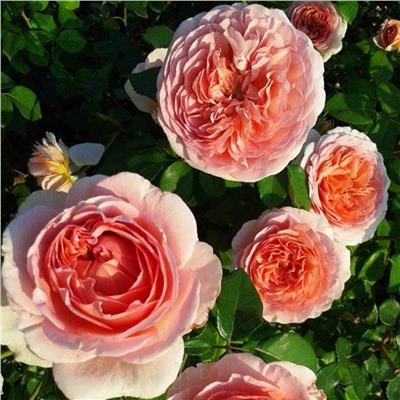 Роза Английская Abraham Darby