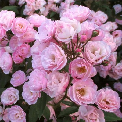 Роза мускусный гибрид Heavenly Pink / БЕЛЬГИЯ