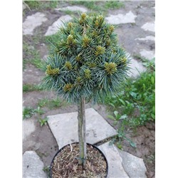 СОСНА. Pinus koraiensis ’Blue Ball’ stam 30  C2  12/15