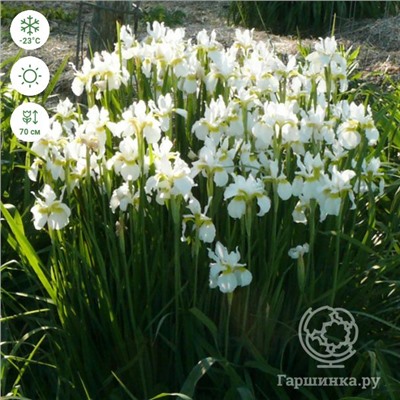 ИРИС Голландский  White 50см /25шт/цветение май-июнь