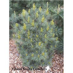 СОСНА. Pinus koraiensis ’Tsingtao’ =3шт  C5  20/25см
