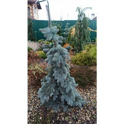 ЕЛЬ. Picea pungens ’Glauca Pendula’  C5  45/60см