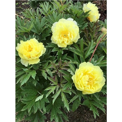 Пион травянистый Smith Family Yellow/3-5почек